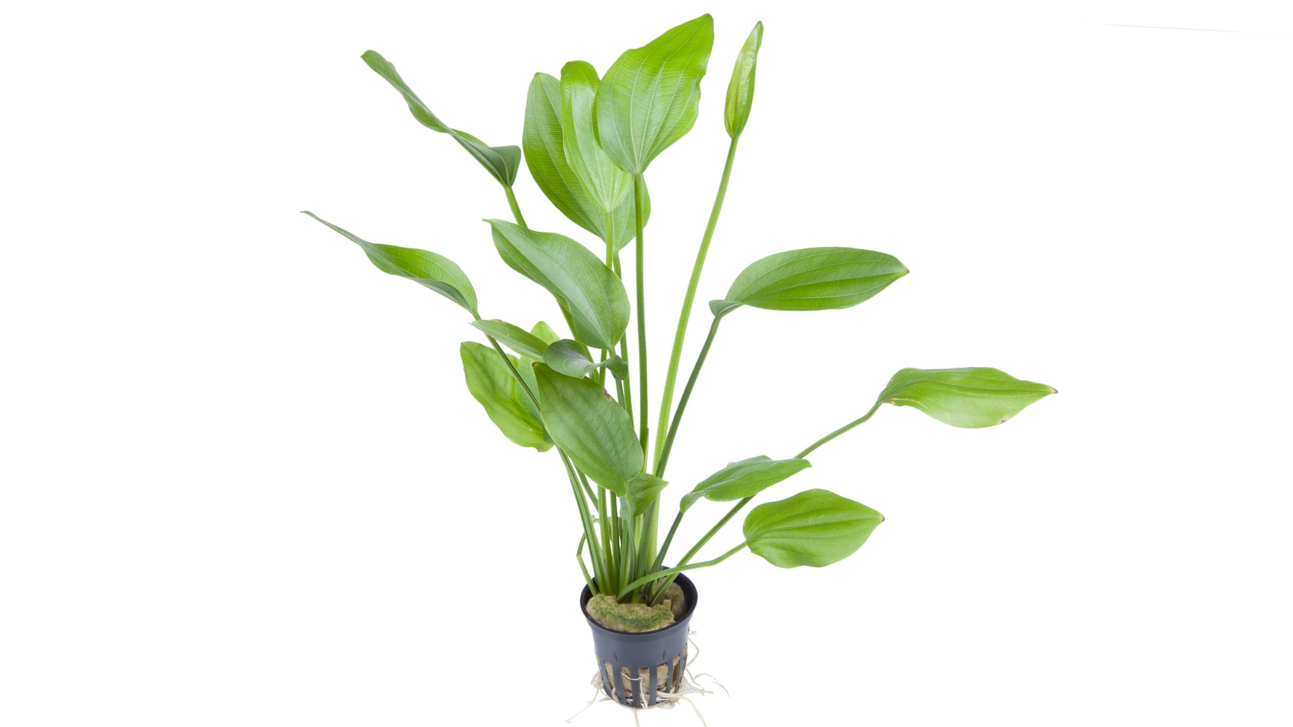 Echinodorus palifolius 5 cm pot - Tropica
