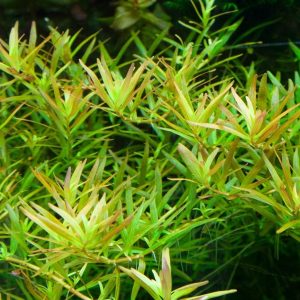 Rotala rotundifolia 'H'ra' - 5cm pot