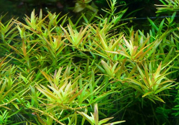 Rotala rotundifolia 'H'ra' - 5cm pot