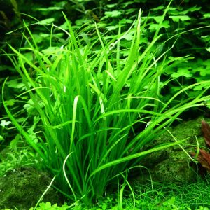 Helanthium tenellum (Echinodorus tenellus) - bunch of approx 5 plants