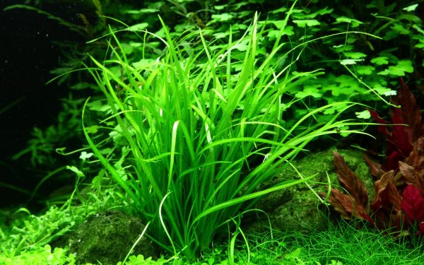 Helanthium tenellum (Echinodorus tenellus) - bunch of approx 5 plants