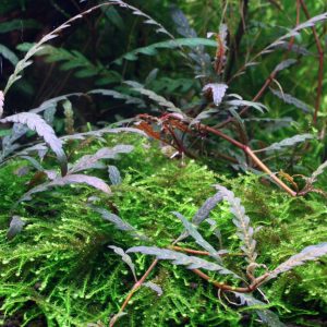 Hygrophila pinnatifida Aquarium Plant