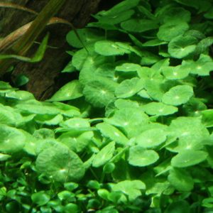 Hydrocotyle verticillata 5 cm pot