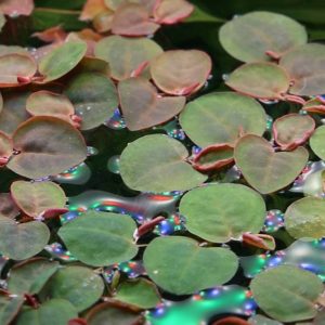 Phyllanthus fluitans - (Red Root Floater) - approx 20 plant portion