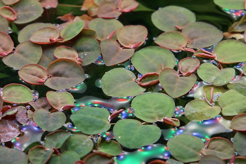 Phyllanthus fluitans - (Red Root Floater) - approx 20 plant portion