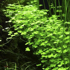 Hydrocotyle tripartita 5 cm pot