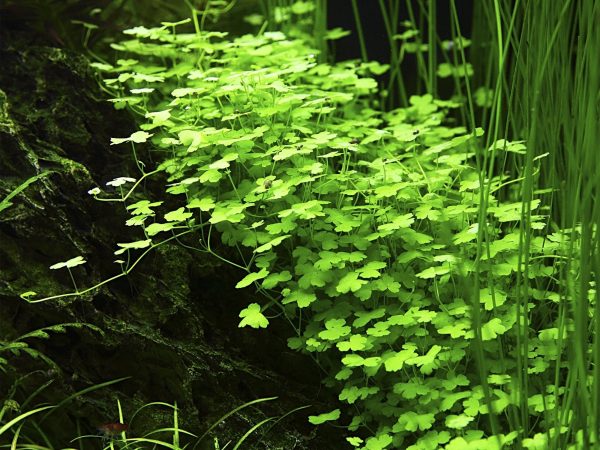 Hydrocotyle tripartita 5 cm pot