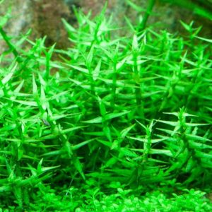 Gratiola viscidula - 5cm pot - EU Grown