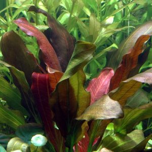Echinodorus 'Barthii' - Individual Plant