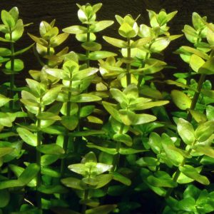 Bacopa caroliniana - Bare root - 5 stems