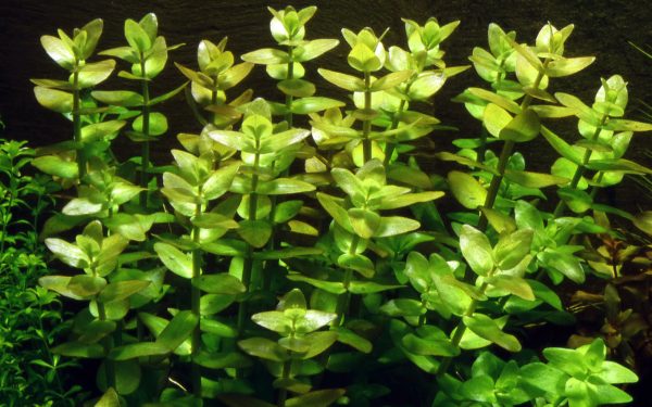 Bacopa caroliniana - Bare root - 5 stems