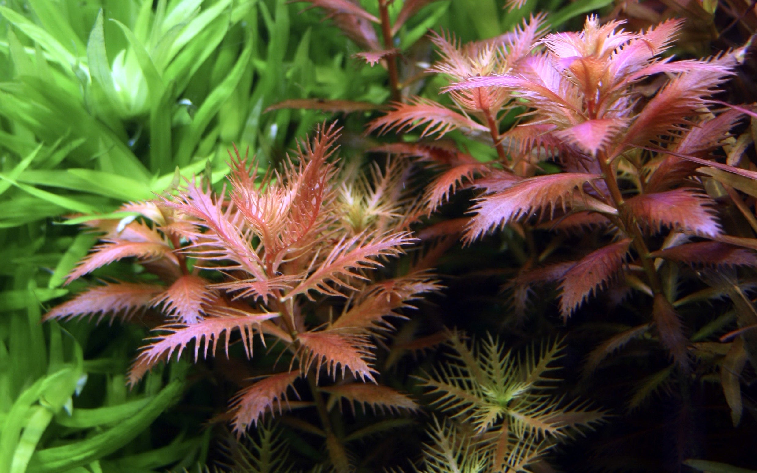 Proserpinaca palustris 'Cuba' Aquarium Plant