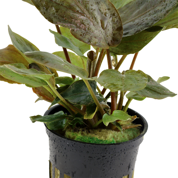 Lagenandra meeboldii 'Red' 5cm pot - Tropica