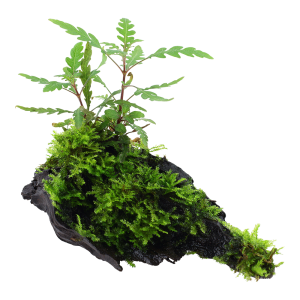 Hygrophila pinnatifida and moss on mangrove wood. - Tropica
