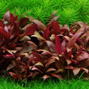 Alternanthera reineckii 'Mini' - 5cm pot - EU Grown