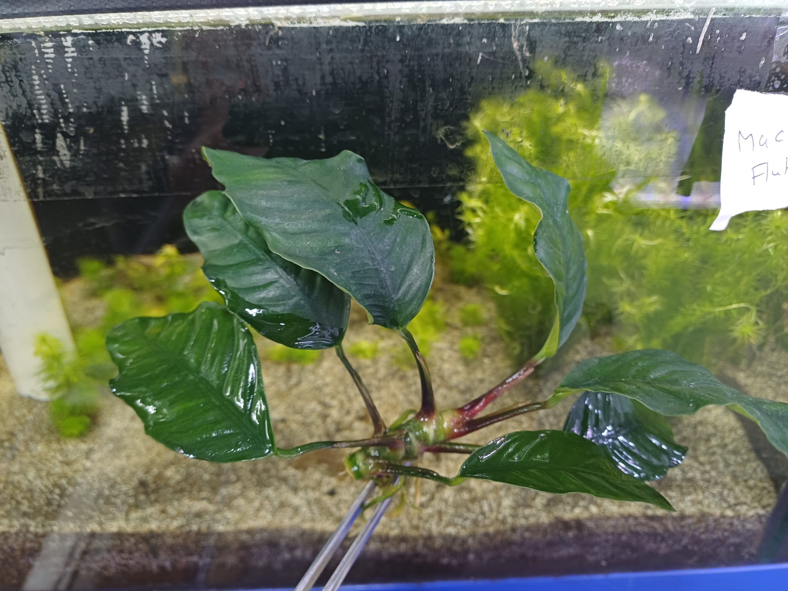Anubias barteri 'Coffeifolia' aquarium Plant