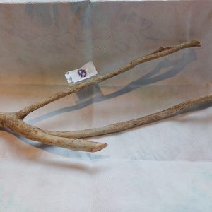 Talawa-wood-30cm-for-aquariums