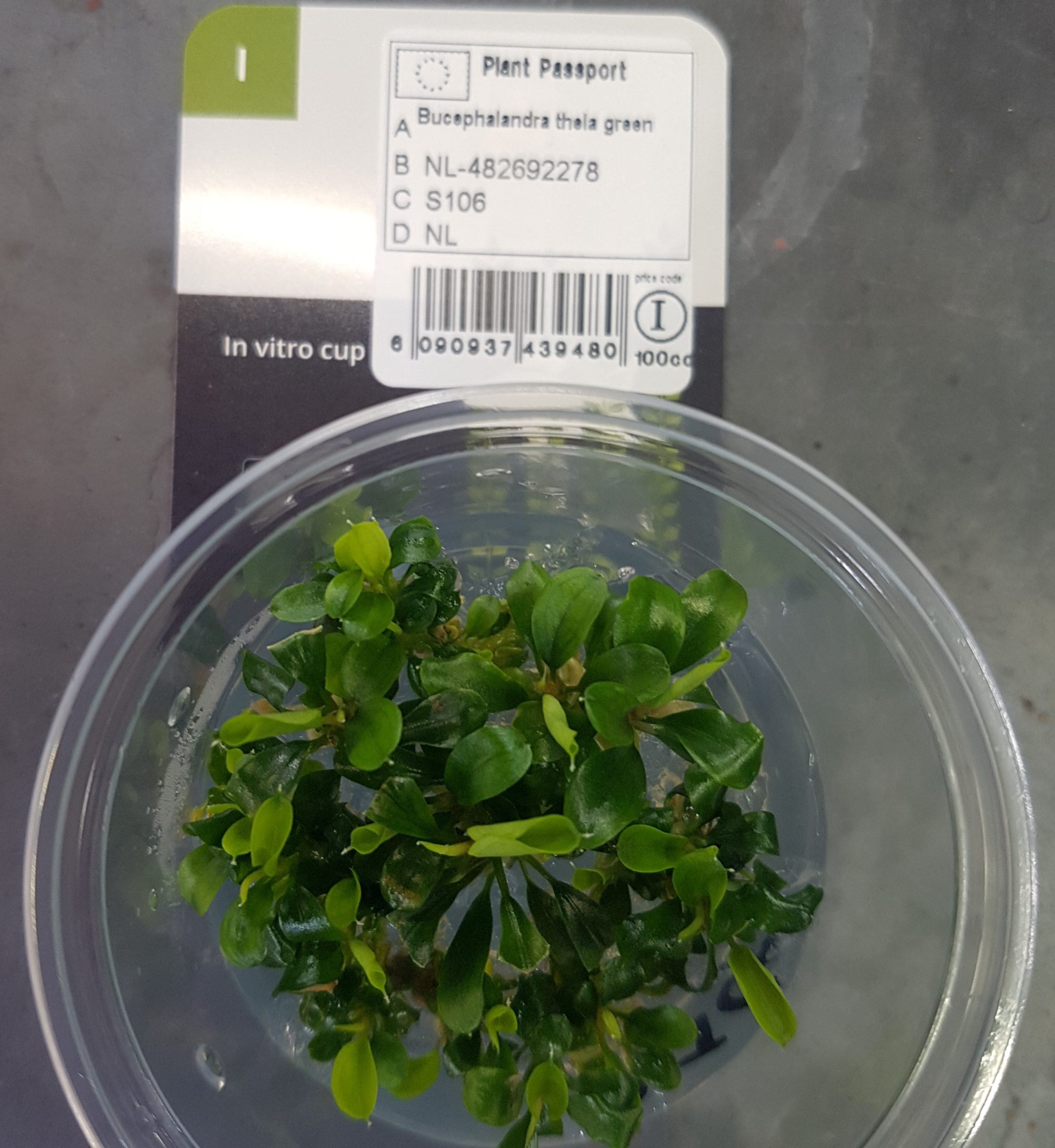 Bucephalandra 'thei green' - Vitro cup - EU grown