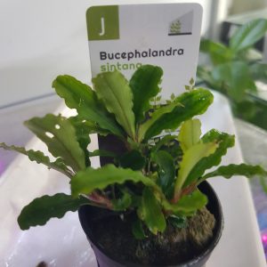 Bucephalandra sintang - 5cm pot - EU grown
