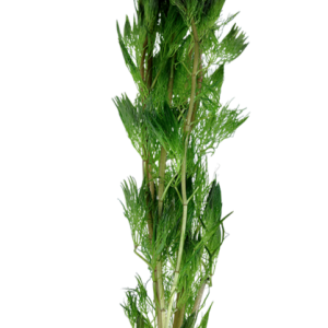 Cabomba Aquatica - Bare root - 8x  stem/plants