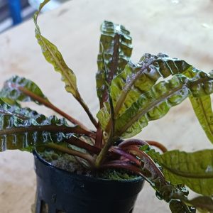 Cryptocoryne-balansae-aquarium-plant