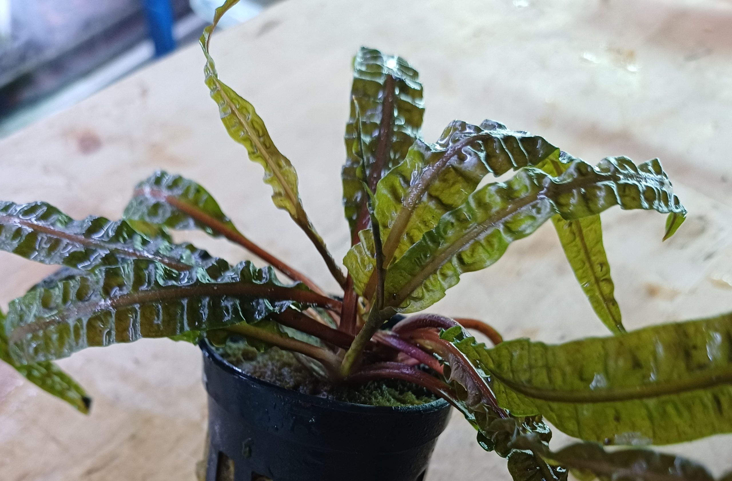Cryptocoryne-balansae-aquarium-plant