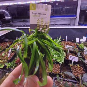 Cryptocoryne-costata-Aquarium-Plant