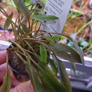 Cryptocoryne petchii pink Aquarium Plant