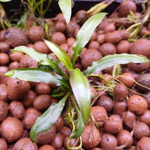 Cryptocoryne-spiralis-Aquarium-Plant