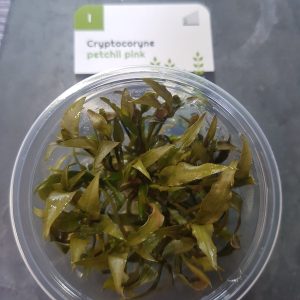 Cryptocoryne petchi Pink in Vitro cup - EU Grown