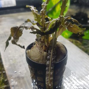 Cryptocoryne balansae - In pot