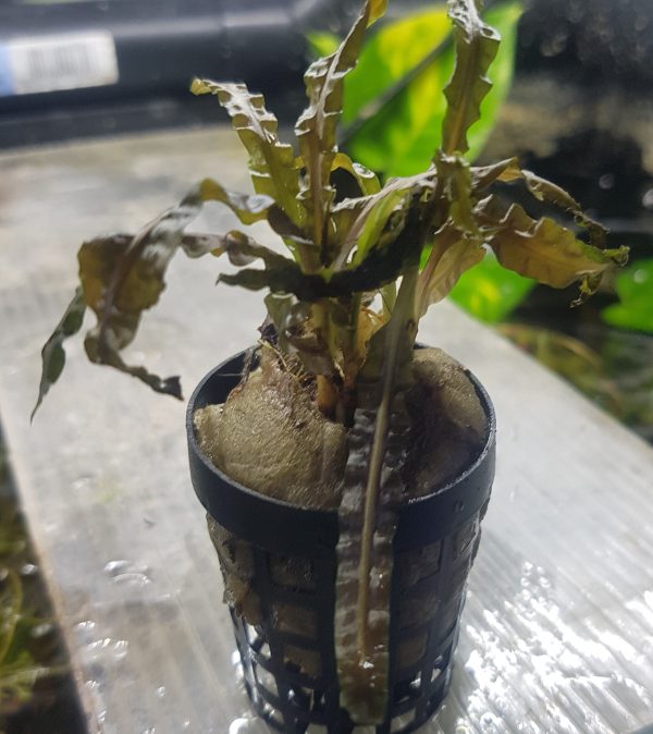 Cryptocoryne balansae - In pot
