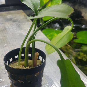 Cryptocoryne ciliata - In pot