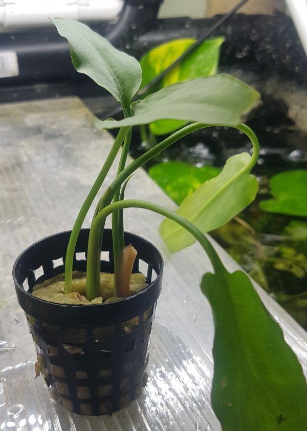 Cryptocoryne ciliata - In pot