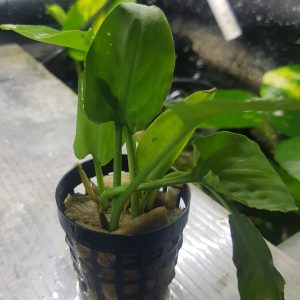 Cryptocoryne pontederiifolia - In pot