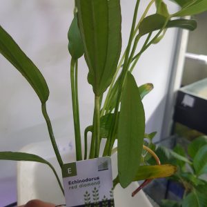 Echinodorus 'Red Diamond'  5 cm pot - EU grown