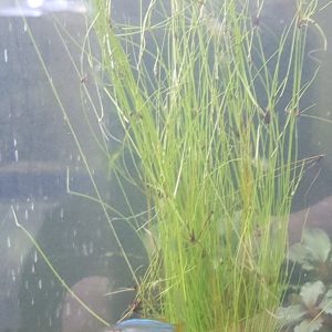 Eleocharis Vivipara aquarium plant