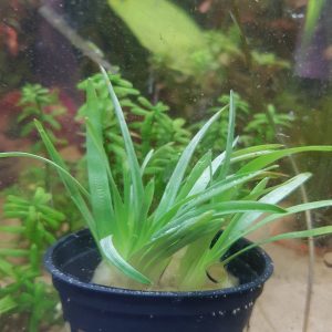 Eriocaulon cinereum - 5cm pot