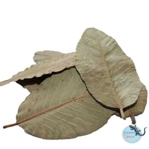 Guava-Leaves-aquarium-botanicals