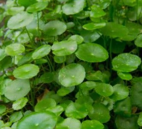 Hydrocotyle vulgaris (marsh Pennywort)  - 5x plantlets