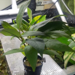 Hygrophila 'Siamensis' 5 cm pot