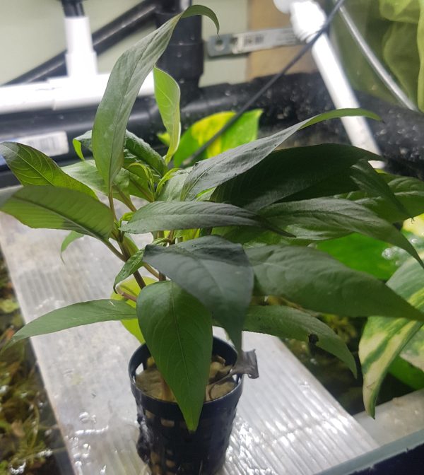 Hygrophila 'Siamensis' 5 cm pot
