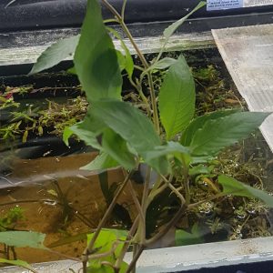 Ludwigia 'Mini Red' 5cm pot