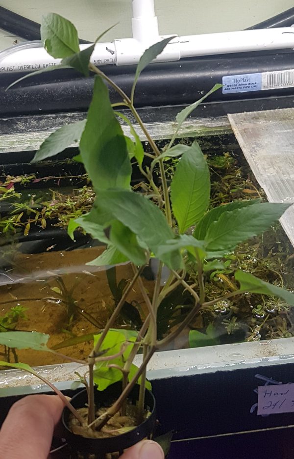 Ludwigia 'Mini Red' 5cm pot