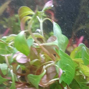 Ludwigia inclinata 'Dark Orange' - Bare root - 8-10 plants