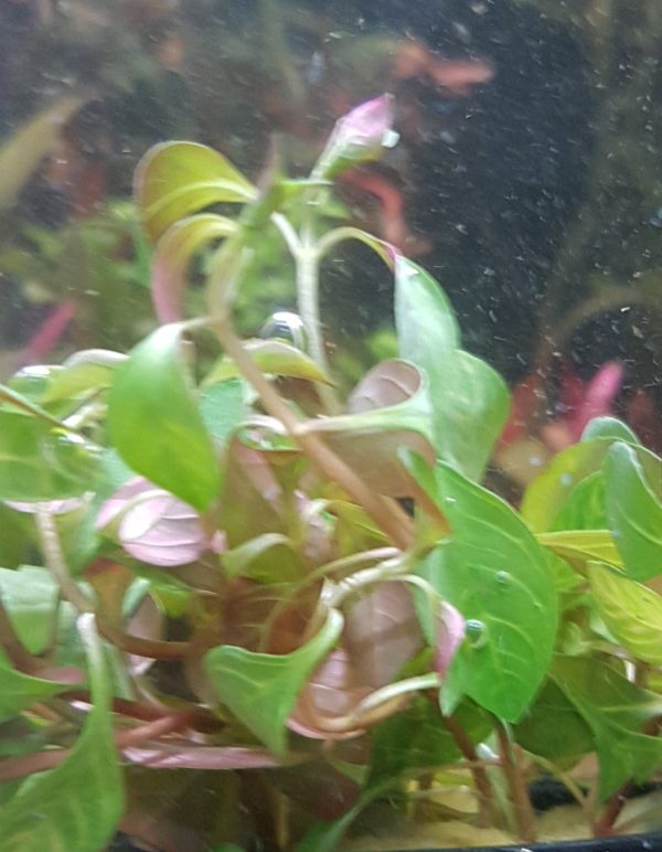 Ludwigia inclinata 'Dark Orange' - Bare root - 8-10 plants