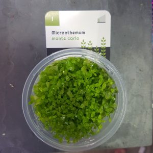 Micranthemum tweediei 'Monte Carlo' Vitro cup - EU grown