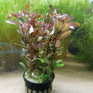 Nesaea crassicaulis 5cm pot
