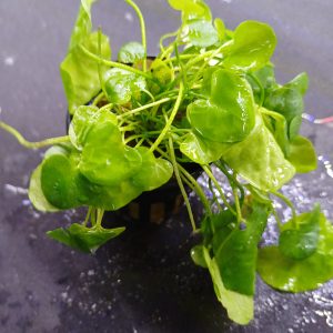 Nymphoides-hydrophylla-‘Taiwan-Aquarium-Plant