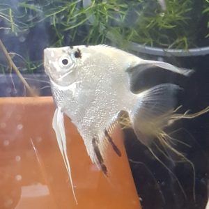 Platinum white Angel Fish (Pterophyllum Scalare) - approx 7.5cm long